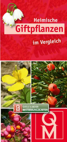 Heimische giftpflanzen - giftpflanzen, im