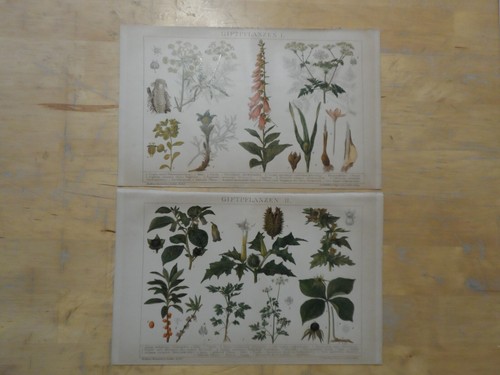 Orig chromolithographie - orig.(1893),