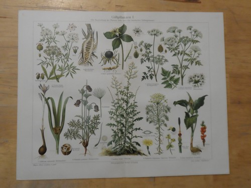 Orig chromolithographie - orig.(1908),