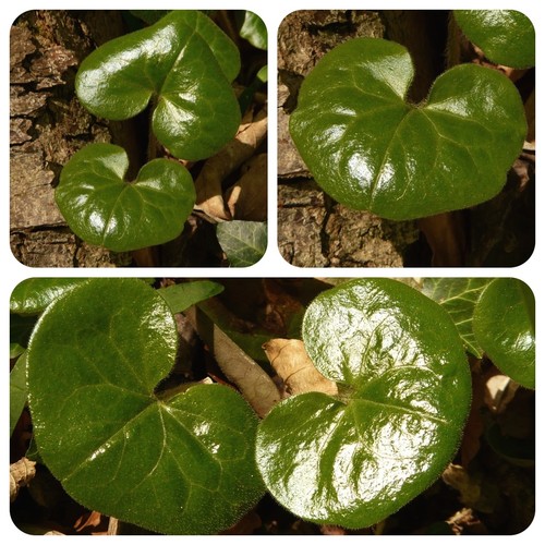 Haselwurz asarum europaeum - haselwurz,