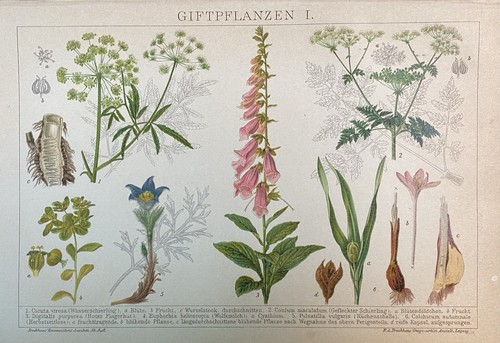 Originalgrafik flora - originalgrafik,