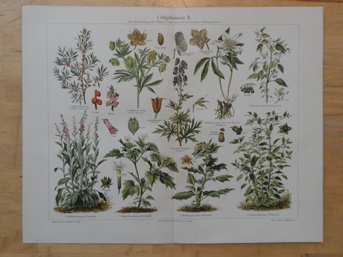 Orig chromolithographie - orig.(1908),