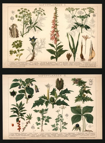 Lithographie anno 1896 - -, x