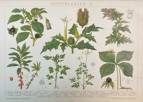 Originalgrafik flora - originalgrafik,