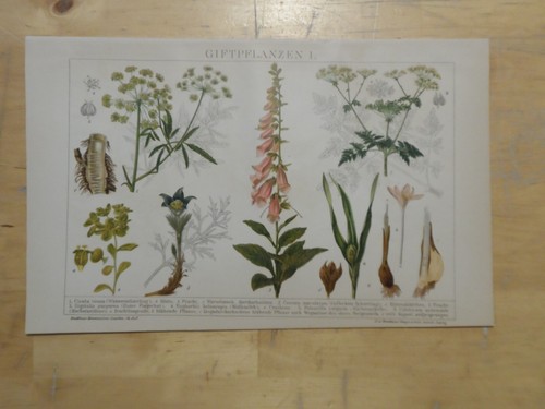 Orig chromolithographie - orig.(1893),