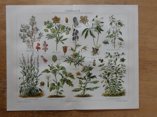 Orig chromolithographie - orig.(1908),
