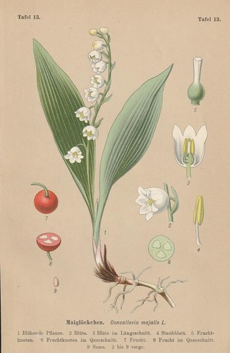 Maiglöckchen convallaria - maiglöckchen, (convallaria