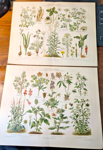 Lithographien chromo 1905 - 1905, "