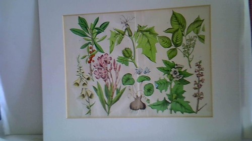 Giftpflanzen tafel 20 - tafel,