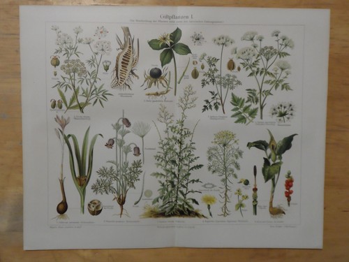 Orig chromolithographie - orig.(1908),