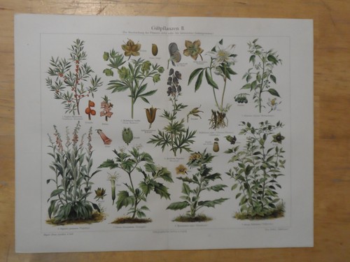 Orig chromolithographie - orig.(1908),