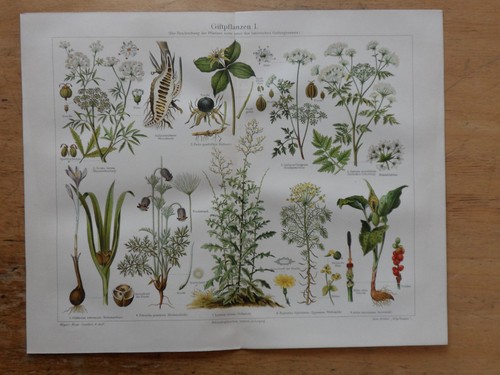 Orig chromolithographie - orig.(1908),