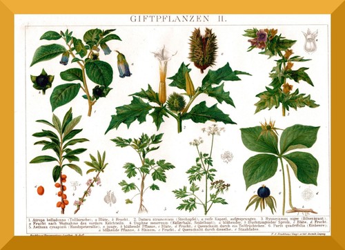 Giftpflanzen original - giftpflanzen, +original